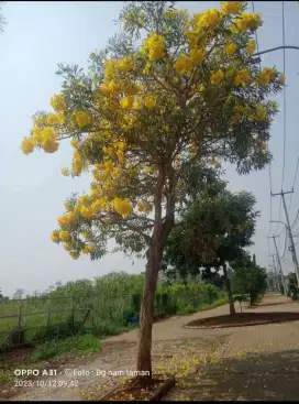 Pohon tabebuya bunga kuning