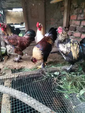 Sepaket ayam hias siap produk