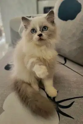 Kitten Ragdoll betina 3 bulan