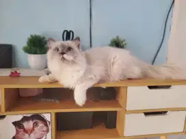Kucing Ragdoll Jantan dewasa sudah Vaksin