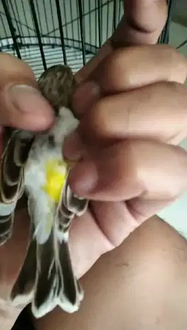 Burung Blacktroat Betina Panda Extreme jarang Ada mantap buat ternakan