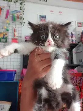persian betina batman