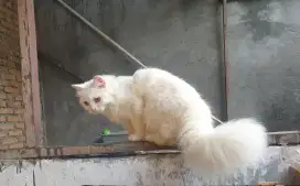 kucing persian betina putih/white solid