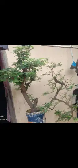 Bonsai asem cangkok umur 2 thun