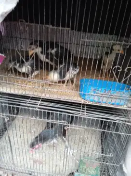 Jual borongan ayam bangkok murah.