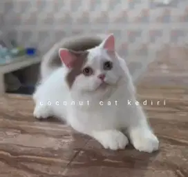 Kucing BLH jantan/British/Scottish