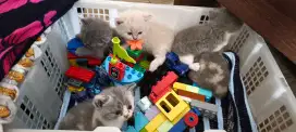 Kitten BSH Pure NP