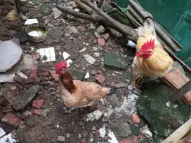 Ayam Dijual Negeri dan kampung (pelung)