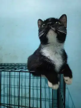 KUCING TUXEDO FREE