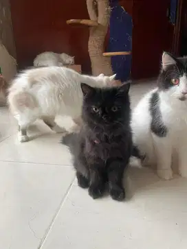 KUCING PERSIA MEDIUM KITTEN m