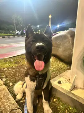 American Akita Dog