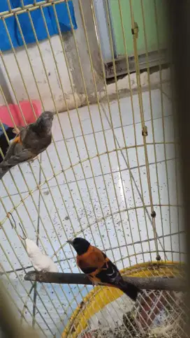 Red siskin dilute sepasang