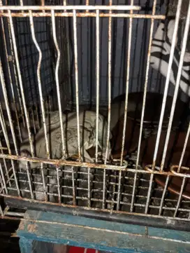 sugar glider indukan jantan