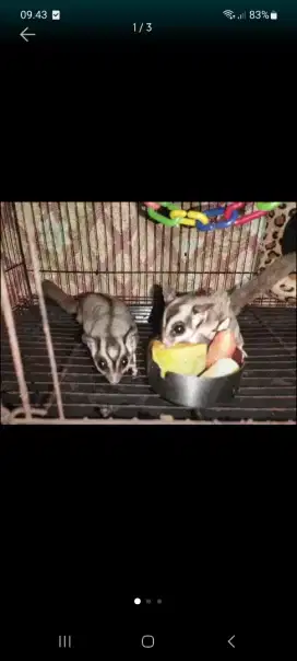 Jual Sugar glider sepasang