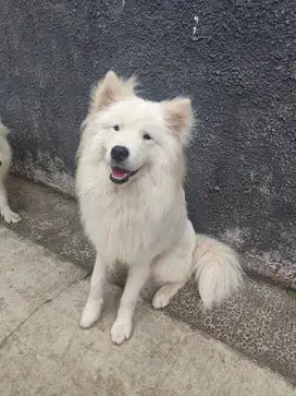 Samoyed Jantan Stambum