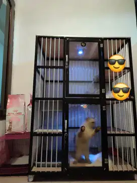 kandang kucing + kucing RAS HIMALAYA