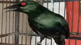 Burung Cucak Keling