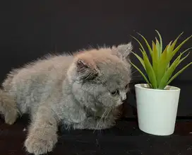 Kucing british shorthair kitten