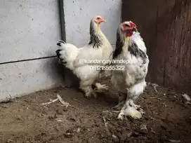 Ayam brahma light colombian sepasang