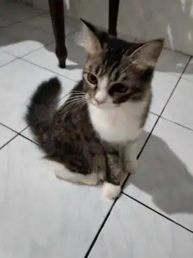 Kucing mujair gurame, kucing campuran