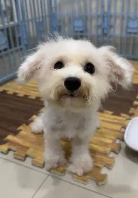 Open semi adopt di jual anjing mini bichon frise turunan import korea