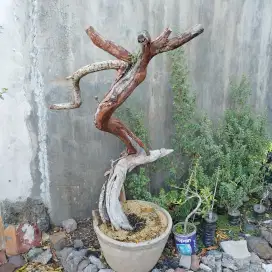 Kayu santigi Asli