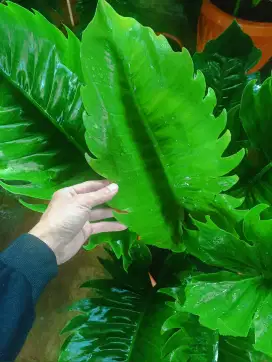 Philodendron Green Saw Jumbo Banget