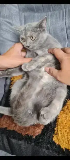 British shorthair baru selesai pacak dengan munskhin