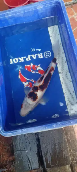 Ikan Koi Goromo