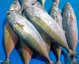 IKAN KEMBUNG SEGAR