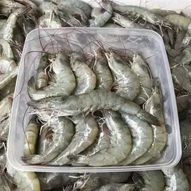 UDANG BESAR SEGAR