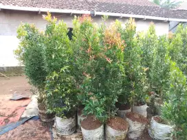 Pucuk merah tinggi 1,5 mtr