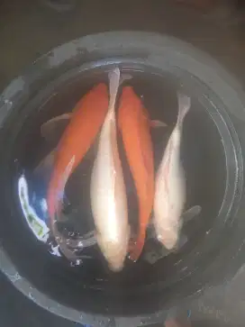 Jua ikan emas ukuran 40/50 cm ikan tedy yg minat WA