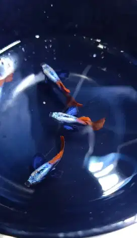 Guppy jenis platinum red tail Dumbo Aer Halfmoon ( PRTDE Halfmoon )