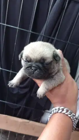 PUG JANTAN READY LAGI