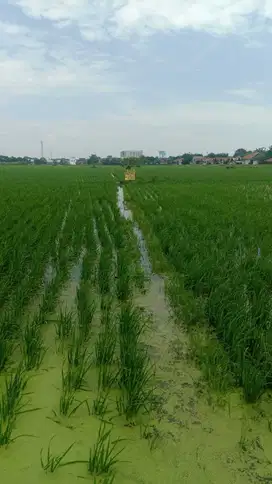 DI JUAL SAWAH BOJONGSARI INDRAMAYU KOTA