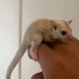 SUGAR GLIDER CREAMINO JOEY BETINA