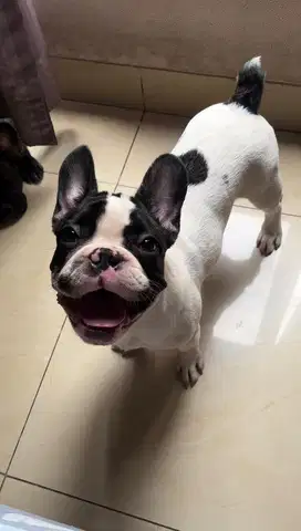 Puppy Frenchbulldog