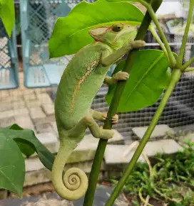 Chameleon veiled female
