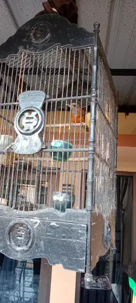 Burung pitohui/cucak papua