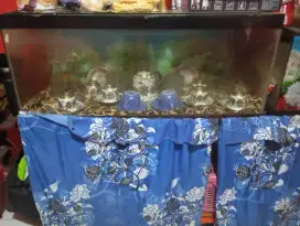 Jual aquarium kaca 1 meter dan aquarium 50cm