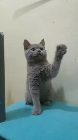 BRITISH SHORTHAIR