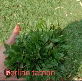Jual rumput gajah mini permeter