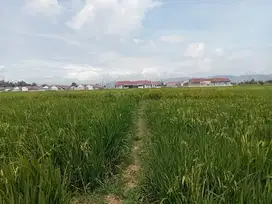 DIJUAL LAHAN SAWAH  LOKASI SEKITAR PERUMAHAN