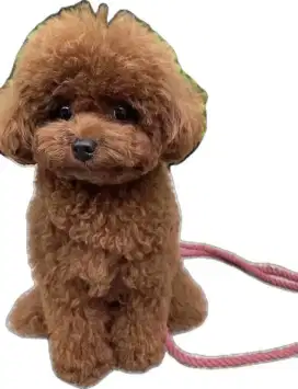 Hibah Red Toy Poodle jantan NO NEGO NO STB