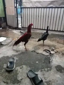 Ayam Bangkok ekor lidi