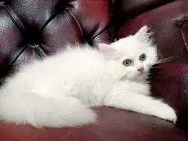 Kitten Persia Putih