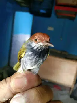 djual burung prenjak Lumut