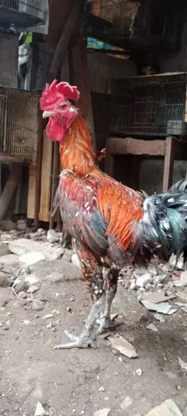 Ayam pelung jumbo