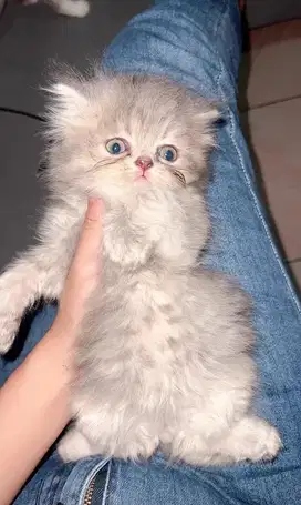 Kitten anakan peaknose umur 2bulan